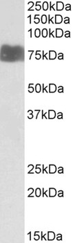 ZGLP1 Antibody