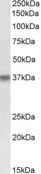 DCUN1D1 Antibody