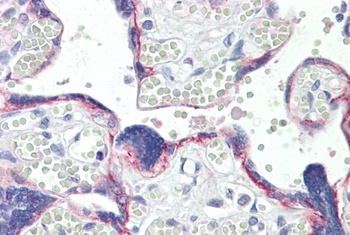 DCUN1D1 Antibody