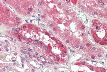 REL Antibody
