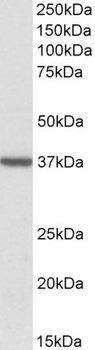 STAB1 Antibody