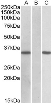LAIR1 Antibody