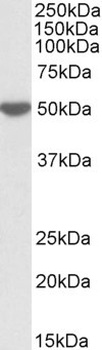 CHCHD3 Antibody