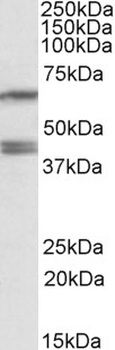 MON1A Antibody