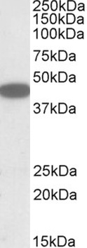 PON2 Antibody
