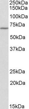 SLC12A2 Antibody