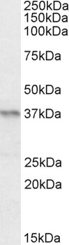 DEFA1/3 Antibody