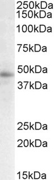 PTN Antibody