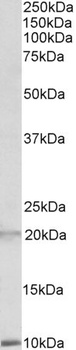 UTF1 Antibody