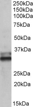 SFRP1 Antibody