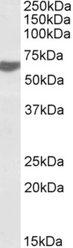 STAP2 Antibody