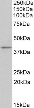 PAX1 Antibody