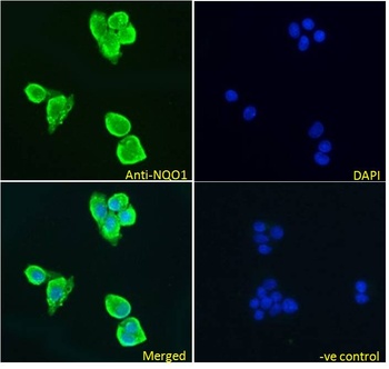 IRF2BP1 Antibody