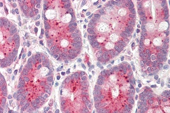 IRF2BP1 Antibody