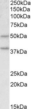 Serpina6 Antibody