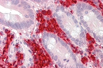 SIRT1 Antibody