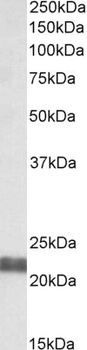 SIRT1 Antibody
