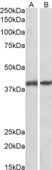 SCOC Antibody