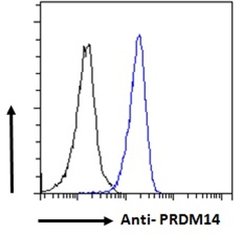 NDRG2 Antibody