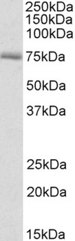 KCTD11 Antibody