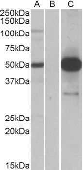 GNAQ Antibody