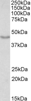 GNAQ Antibody