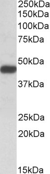 SH3GL1 Antibody