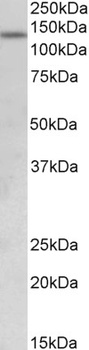 DCX Antibody