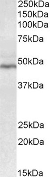 Crot Antibody