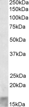 CD28 Antibody