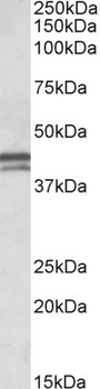 TFB2M Antibody