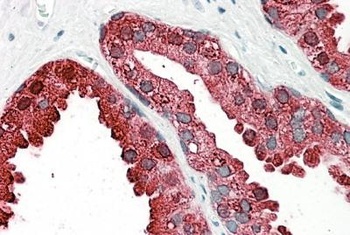 Dbf4 Antibody