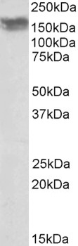 MTHFD1L Antibody