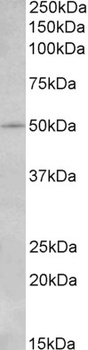 Sirt3 Antibody