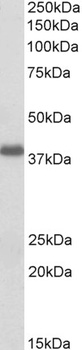 IDH3A Antibody