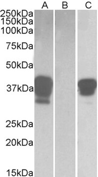 IDH3A Antibody