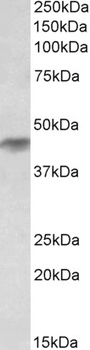 IDH3G Antibody
