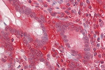 POU2AF1 Antibody