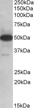 POU2AF1 Antibody