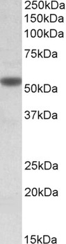 PAPD5 Antibody