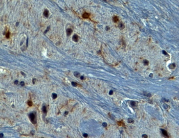 AIF1 Antibody