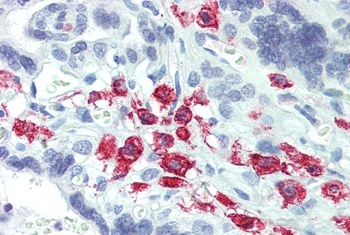 AIF1 Antibody