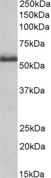 NOTCH4 Antibody