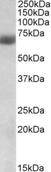 Tph2 Antibody
