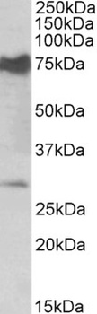 NOX1 Antibody