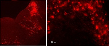 NOX1 Antibody