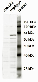 ODF2 Antibody
