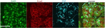 Prol1 Antibody
