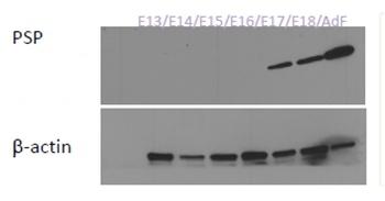 Muc19 Antibody