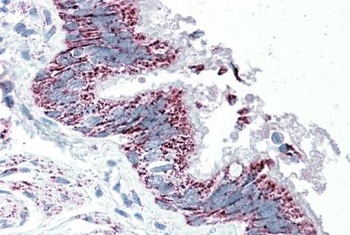 SPARTIN Antibody